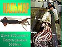 Кальмар