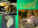 Осьминог