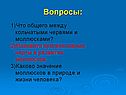 Что общего между кольчатыми червями и моллюсками