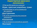 Характерные признаки моллюсков