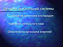 Функции дыхательной системы