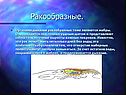 Ракообразные