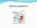 Органы дыхания
