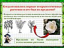 Когда появились первые покрытосеменные растения