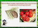 Какая общая черта характерна для голосеменных и покрытосеменных растений