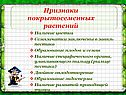 Признаки покрытосеменных растений