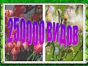 250000 видов