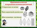 Признаки классов покрытосеменных растений