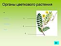 Органы цветкового растения