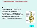 Двойное оплодотворение у покрытосеменных растений