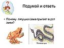 Почему лягушка сама прыгает в рот змеи