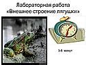 Внешнее строение лягушки