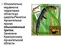 Обыкновенный тритон