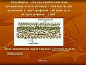 Лишайники – группа симбиотических организмов, в теле которых