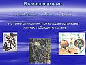 Взаимополезные: протокооперация симбиоз мутуализм