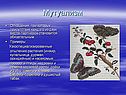 Мутуализм