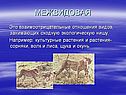 Межвидовая