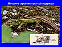 Внешнее строение прыткой ящерицы