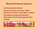 Вегетативные органы