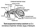 Тело взрослой пчелы