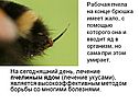 Лечение пчелиным ядом