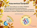 Фазы митоза