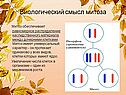 Биологический смысл митоза
