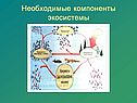 Компоненты экосистемы