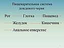 Рот