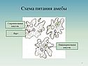 Схема питания амебы
