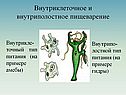 Внутриклеточное и внутриполостное пищеварение