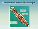 Пищеварительная система планарии