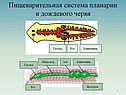 Пищеварительная система планарии и дождевого червя