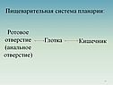 Ротовое отверстие