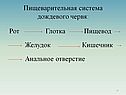 Пищеварительная система дождевого червя