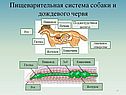 Пищеварительная система собаки