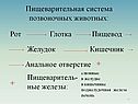 Пищеварительная система позвоночных животных