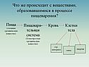Пища