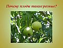 Почему плоды такие разные