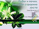 Побег и почки