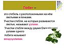 Побег