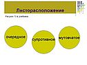 Листорасположение
