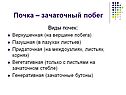 Почка – зачаточный побег