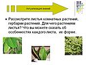 Рассмотрите листья комнатных растений, гербарии растений
