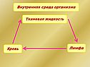 Тканевая жидкость