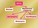 Кровь