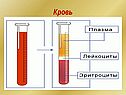 Кровь