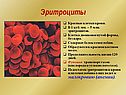 Эритроциты
