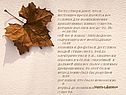 Условия для возникновения примитивных живых существ