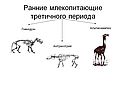 Ранние млекопитающие третичного периода
